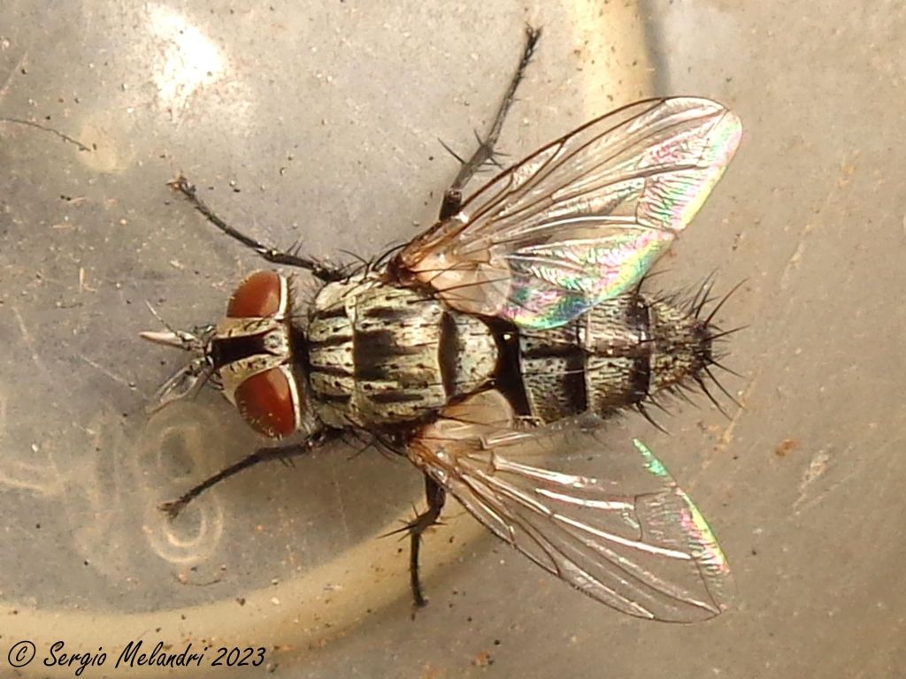 Tachinidae da ID